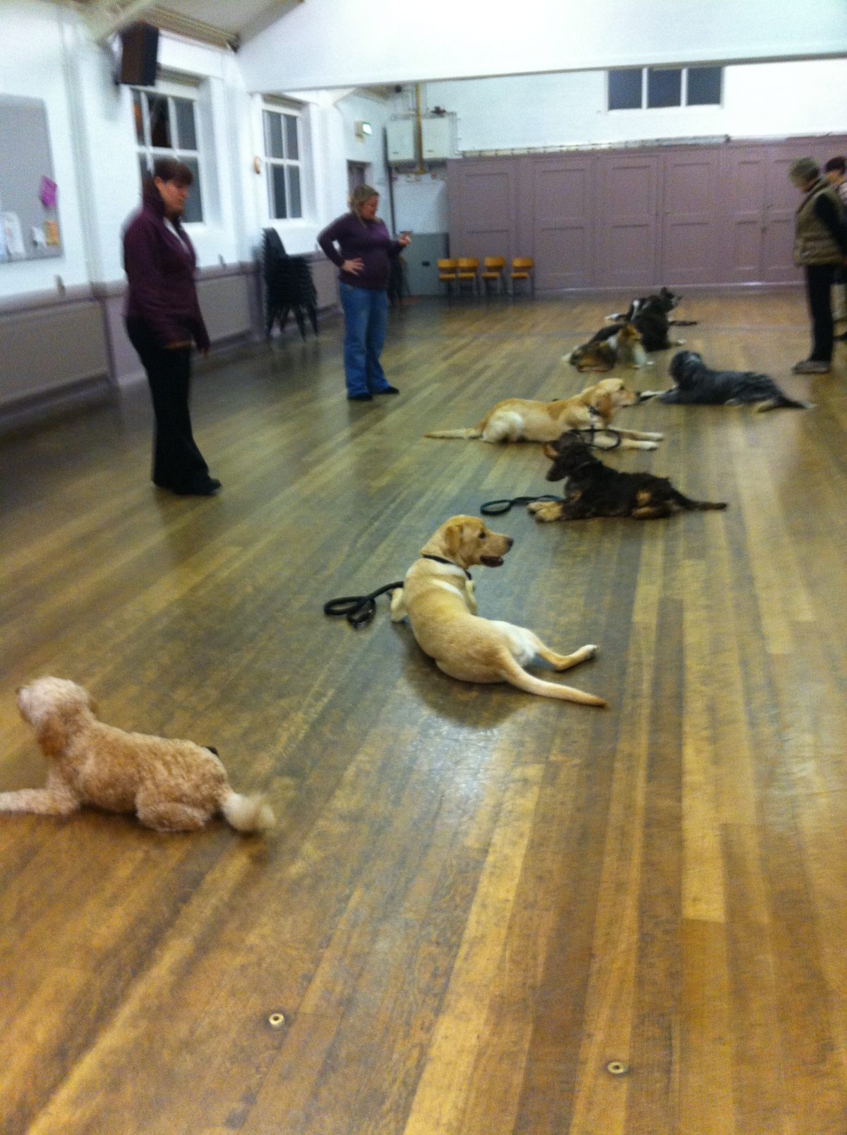 GALLERY - Progress Dog Training