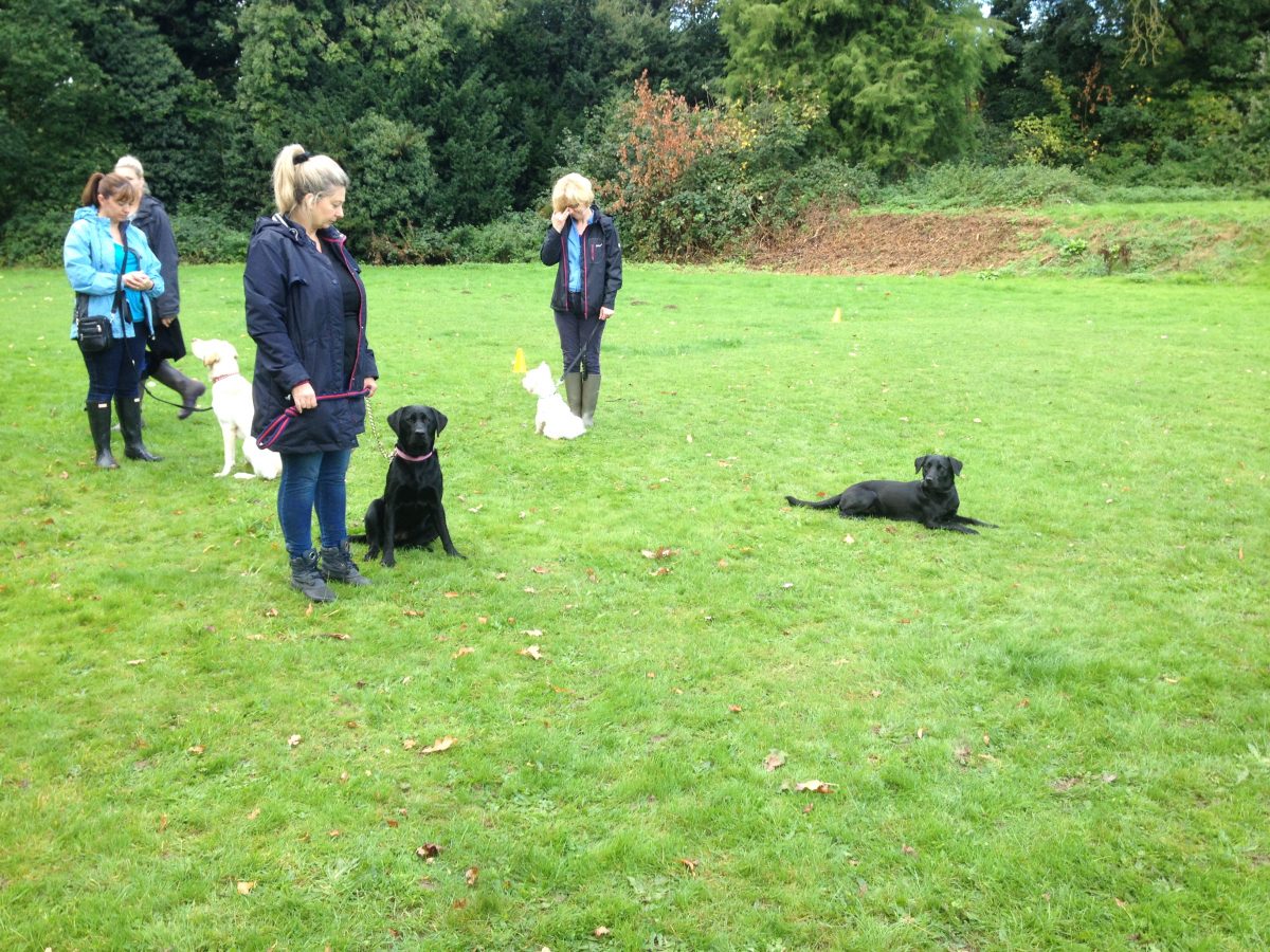 GALLERY - Progress Dog Training