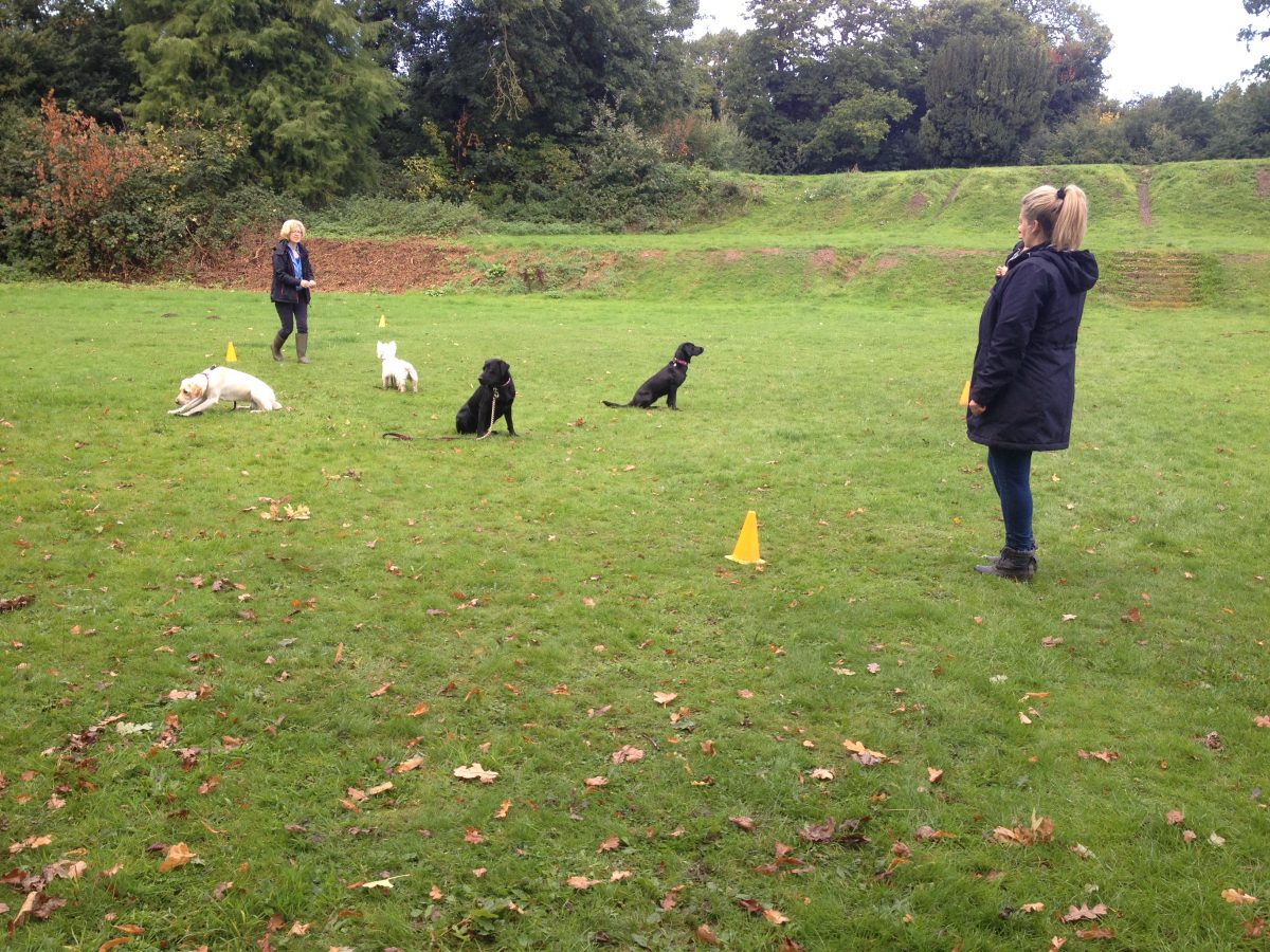 GALLERY - Progress Dog Training