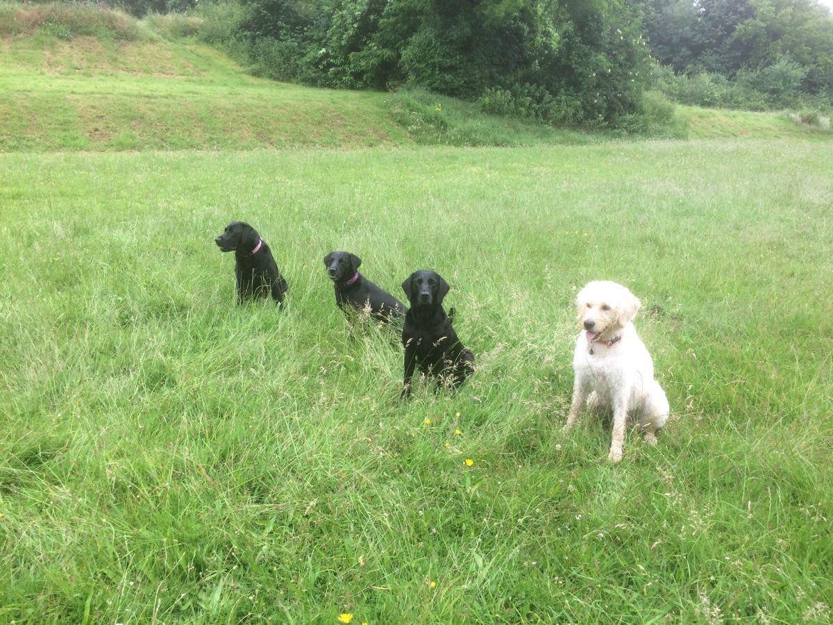 GALLERY - Progress Dog Training