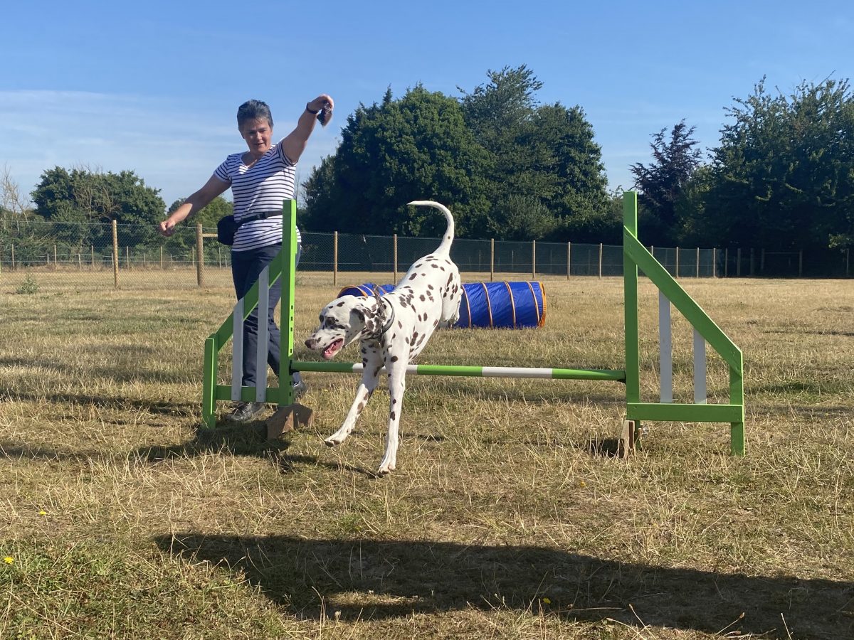 GALLERY - Progress Dog Training