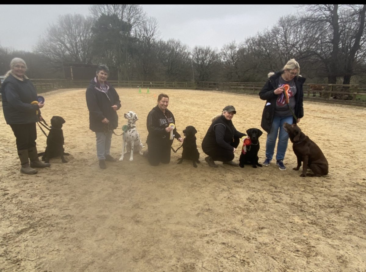 GALLERY - Progress Dog Training