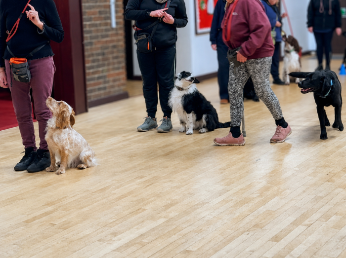 GROUP ADULT COURSES Puppy Training Bexley